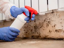 Why You Should Choose Our Mold Remediation Services in Williams, CA